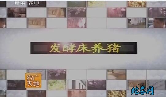 发酵床养猪技术图片