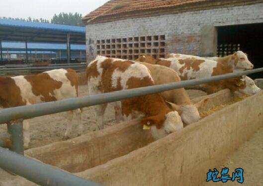 农村小规模养牛怎么起步？