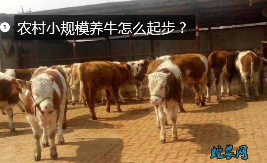 农村小规模养牛怎么起步？