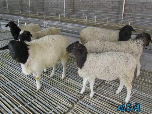 怎样育肥羊