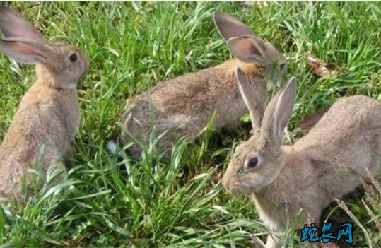 兔子饲养方法、兔子养殖的五个要点！