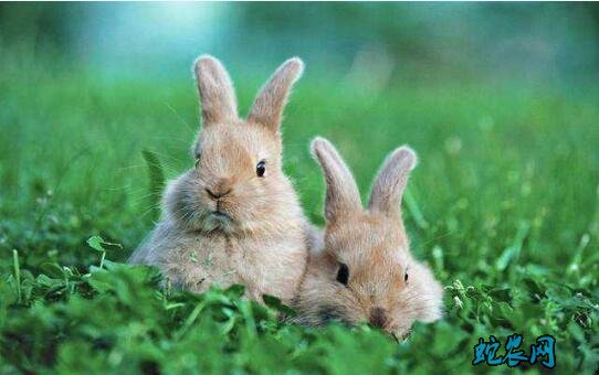 兔子饲养方法、兔子养殖的五个要点！
