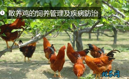 散养鸡的饲养管理及疾病防治