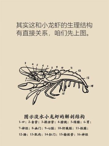 吃小龙虾吃出人命图片6