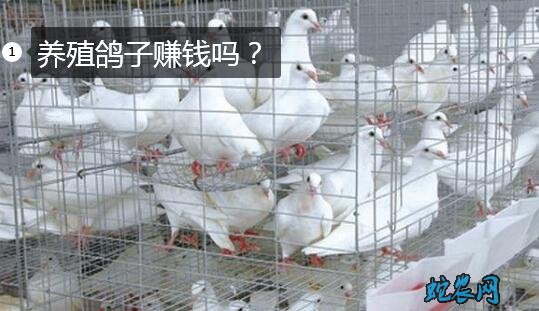养鸽子、2020年养殖鸽子赚钱吗?