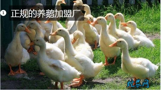 正规的养鹅加盟厂、怎样养鹅才不是骗局?