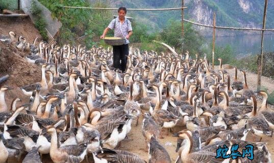 正规的养鹅加盟厂、怎样养鹅才不是骗局?