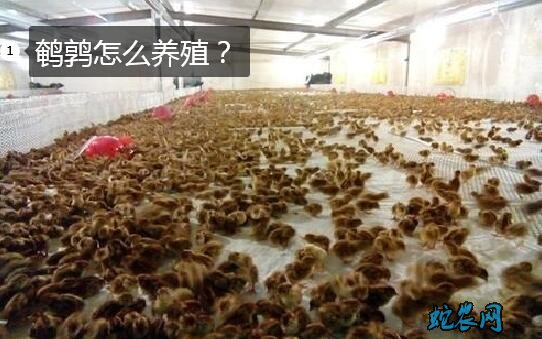 鹌鹑怎么养殖?
