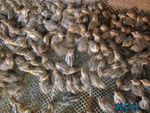鹌鹑怎么养殖?
