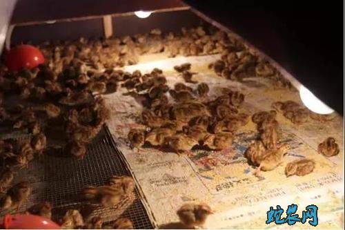 鹌鹑怎么养殖?
