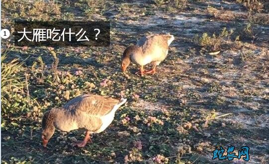 大雁吃什么?家养大雁爱吃什么食物?