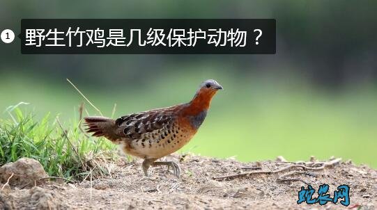 野生竹鸡是几级保护动物？