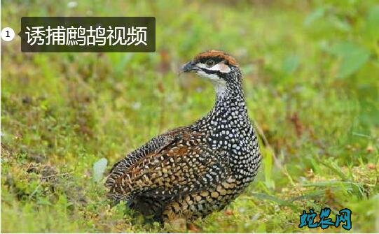 诱捕鹧鸪、母鹧鸪媒诱捕鹧鸪视频