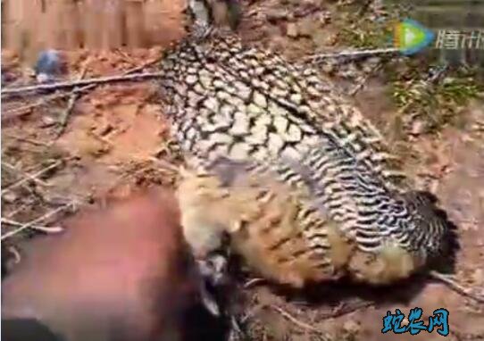 诱捕鹧鸪、母鹧鸪媒诱捕鹧鸪视频