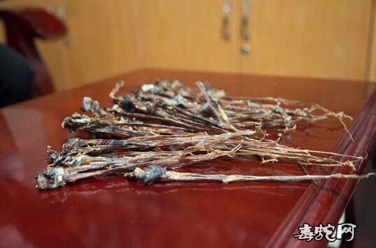 蛇鞭药效、蛇鞭的药用价值有哪些?