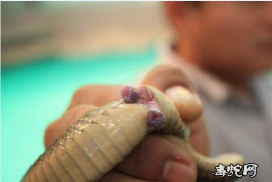 蛇鞭药效、蛇鞭的药用价值有哪些?