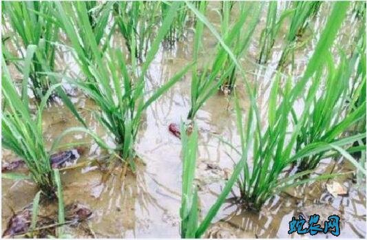 小龙虾养殖方法、稻田养殖小龙虾需要哪些条件？