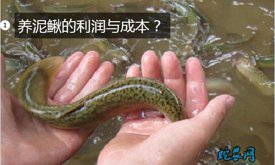 养泥鳅、养泥鳅的利润与成本?