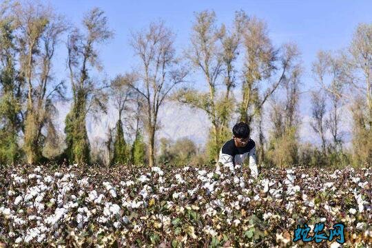 新疆农业提高产业带贫益贫能力