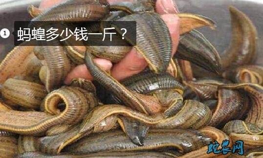 蚂蝗多少钱一斤?2020年蚂蝗价格行情表!