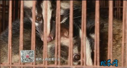 果子狸养殖视频图片1