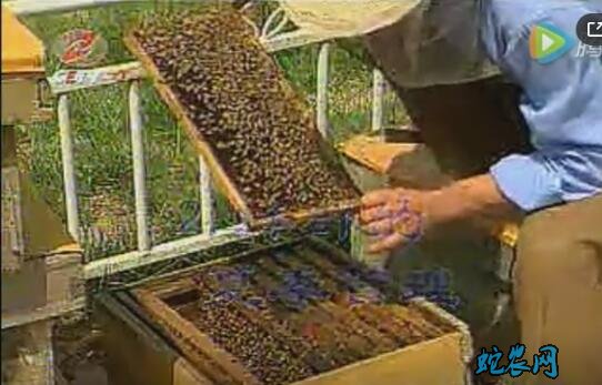 蜜蜂养殖技术、蜜蜂养殖技术视频全集
