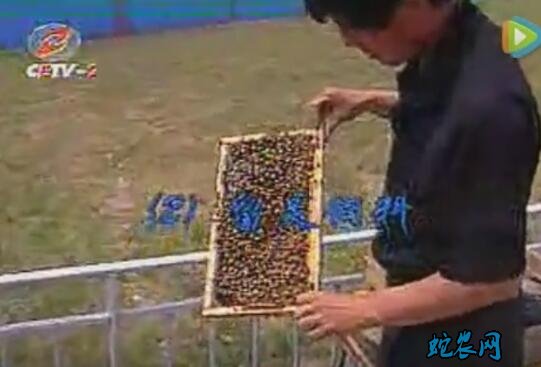 蜜蜂养殖技术、蜜蜂养殖技术视频全集