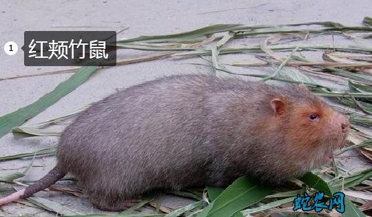 红颊竹鼠是什么竹鼠?一般可以长多大?