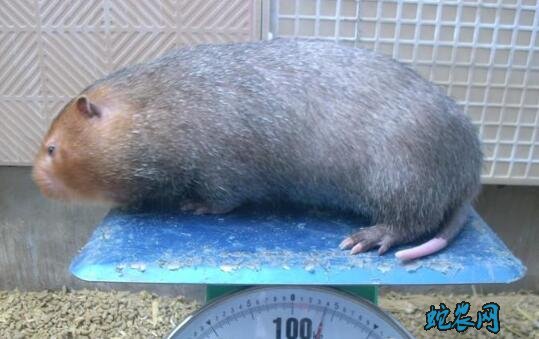 红颊竹鼠是什么竹鼠？一般可以长多大？