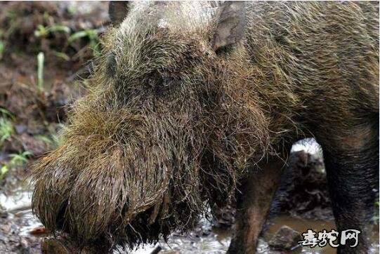 菲律宾六大最奇特的动物！长着大胡子的猪保证你没见过！