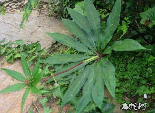 单方治蛇伤特效药?