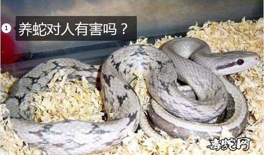 养蛇对人有害吗?