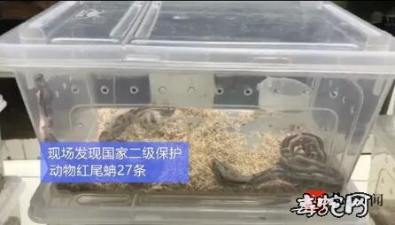 苏州男子阳台养蛇1年3条小蛇变成32条被查！
