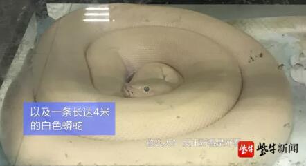 苏州男子阳台养蛇1年3条小蛇变成32条被查!