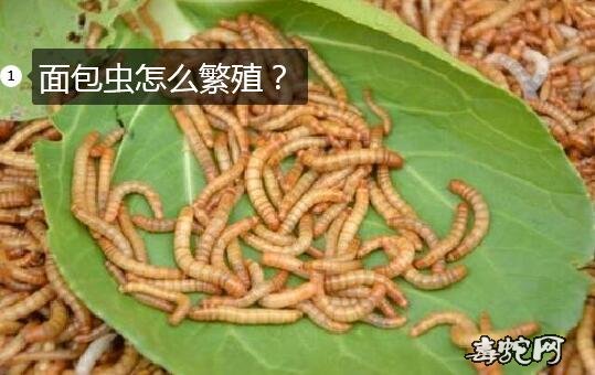 面包虫怎么繁殖?