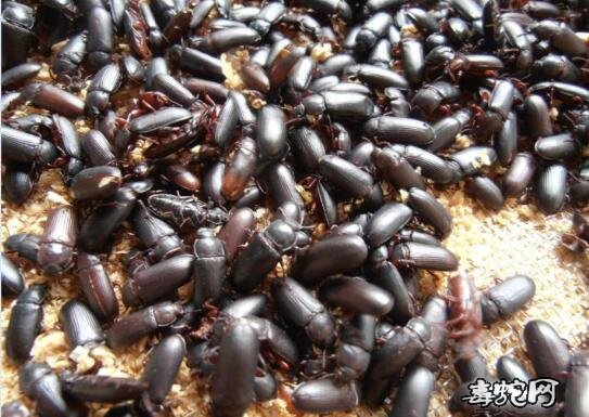 面包虫怎么繁殖?