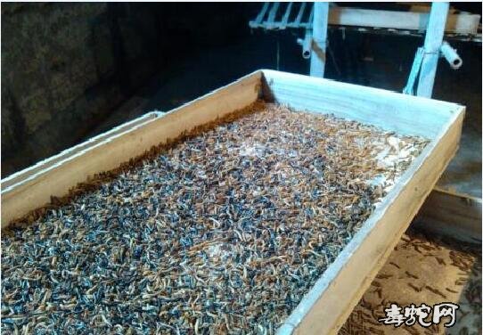 面包虫怎么繁殖?