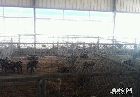 肉狗养殖户、肉狗养殖狗舍构造方法