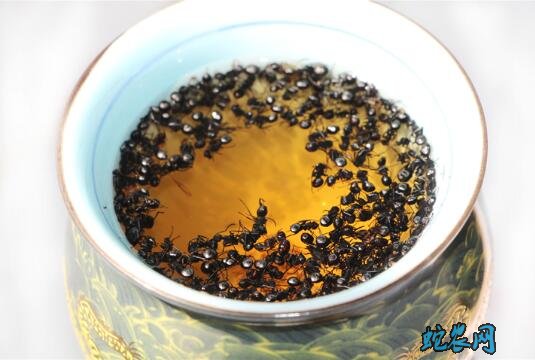 黑蚂蚁怎么吃?黑蚂蚁的吃法有哪些?