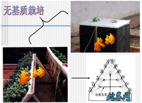 无土蔬菜栽培技术图片3