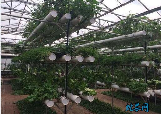 无土蔬菜栽培技术