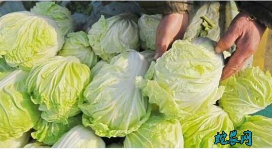 2020年今日大白菜最新价格?