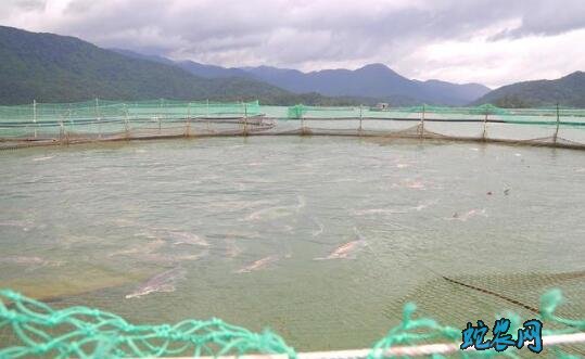 水产养殖疾病防治:2020年7月份全国水产养殖病害预测预报