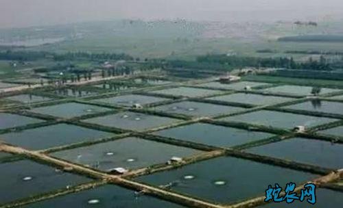 水产养殖疾病防治：河北省2020年7月水产养殖病害预测预报