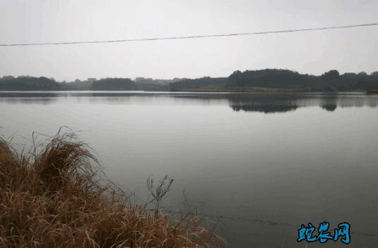 水产养殖疾病防治:江西省2020年7月水产养殖病害预测预报