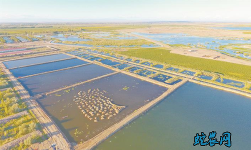 水产养殖疾病防治:新疆兵团2020年7月水产养殖病害预测预报