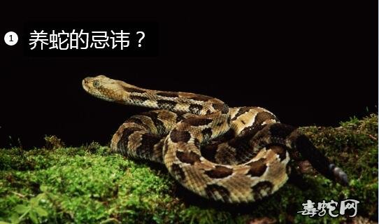 养蛇的忌讳?