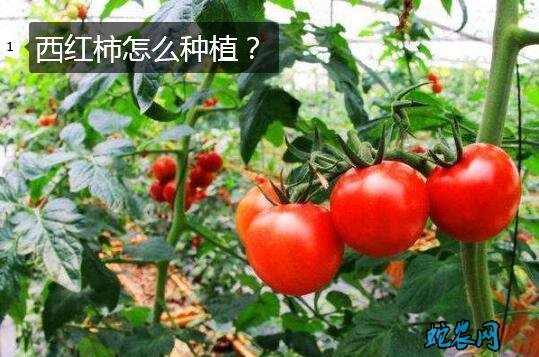 西红柿怎么种植图片