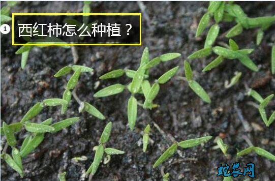 西红柿怎么种植?