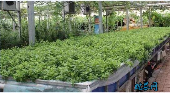 辣椒种植技术、辣椒无土栽培的关键技术!